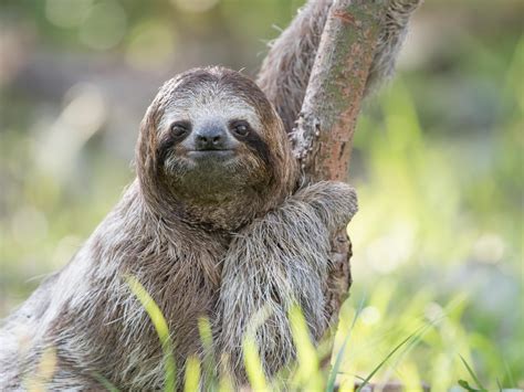 How would you implement Sloths in Planet Zoo? : r/PlanetZoo