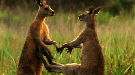 World's Deadliest - Kangaroo Kickboxing | Kangaroo, Male kangaroo, Australian animals