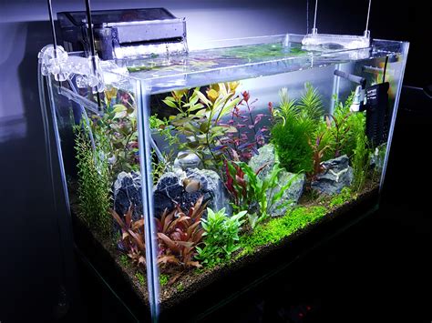10 gallon goldfish tank setup - toyseka