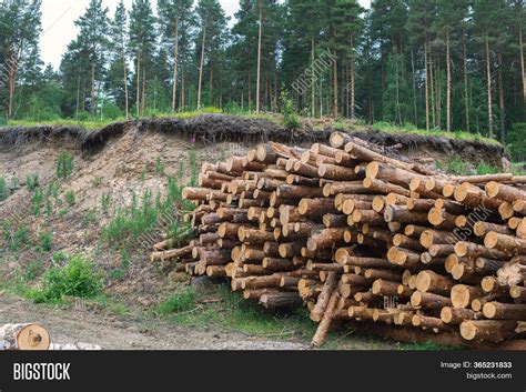 Wood Timber Logs Pile Image & Photo (Free Trial) | Bigstock