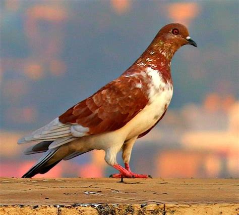 Brown pigeon by Nilu Mishra | Fine art america, Pigeon, Fine art