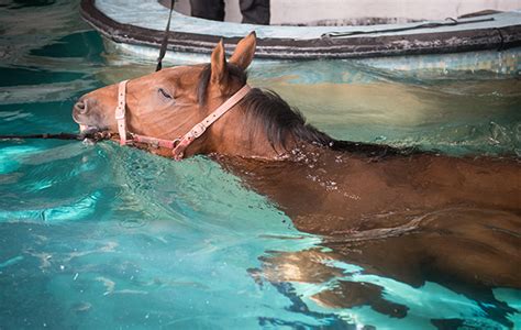 Horses Swimming