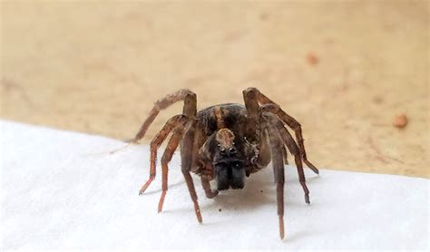 The Myths and Facts of Spiders | Three Rivers Park District