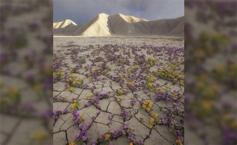 The Atacama Desert Blooms - Hasan Jasim