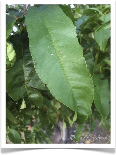 Peach – identifying by leaf | Boulder Tree Care - Pruning & Tree ...