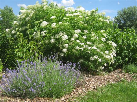 Elderberries - The Farm Between | California native garden, Plants, Pollinator plants