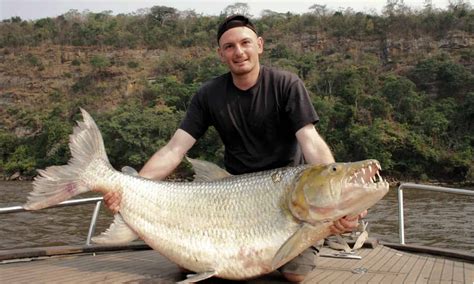 Goliath Tigerfish Fish Facts | Hydrocynus goliath - Wiki Point