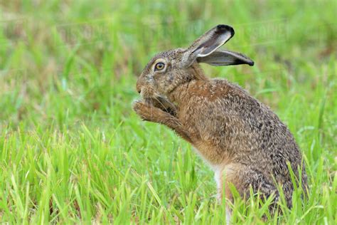 European Brown Hare (Lepus europaeus) in Summer, Hesse, Germany - Stock Photo - Dissolve