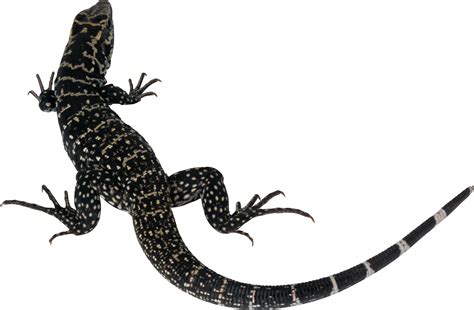 Lizard PNG