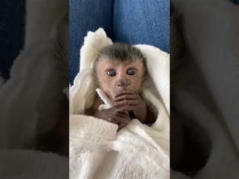 Sleepy newborn baby capuchin monkey. | Capuchin monkey, Cute baby animals, Weird animals