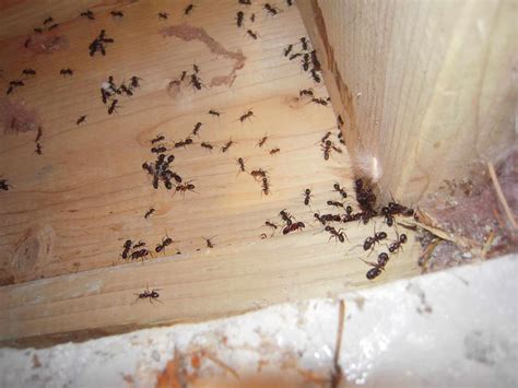 Do You Know How To Get Rid Of Carpenter Ants Effectively?