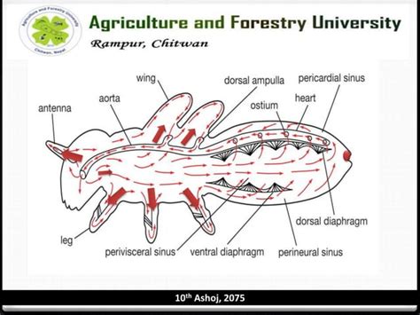 Circulatory system of insects | PPT