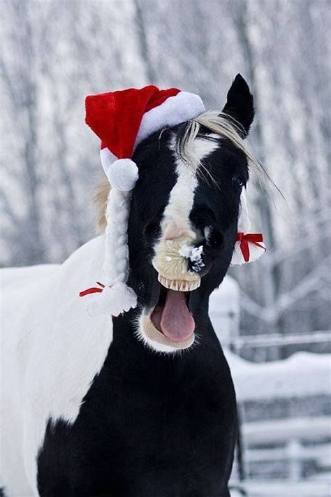 christmas horse in the snow | Christmas horses, Funny horses, Horses