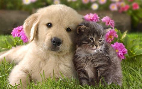 Cute Cats and Dogs Wallpapers - Top Free Cute Cats and Dogs Backgrounds - WallpaperAccess