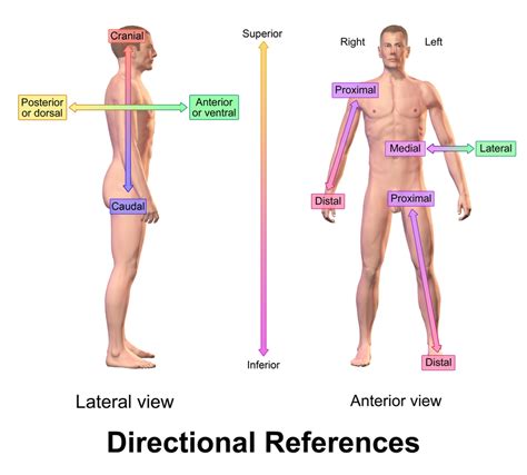 The Human Body: An Orientation