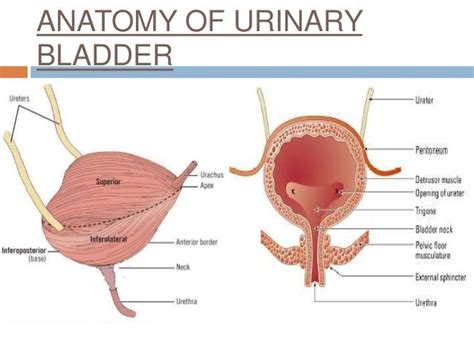 Peritoneum