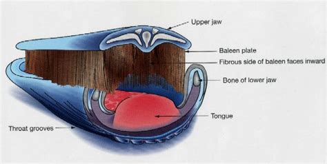 humpback whale anatomy diagram - Google Search