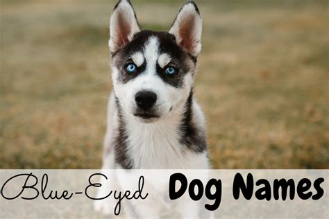 These Blue Eyed Dog Names Could Be Perfect for your Pup - The Dog Darling