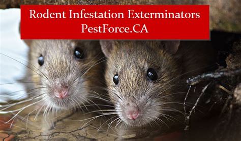 Signs You May Have a Rodent Infestation - Pest Force Edmonton