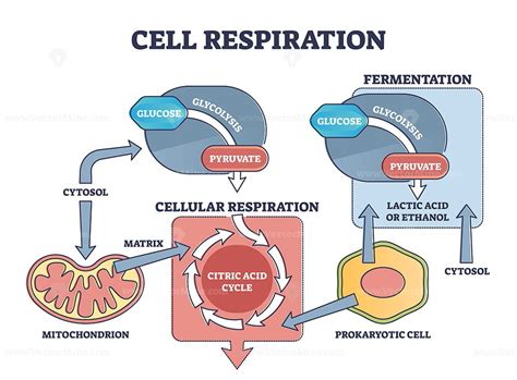 Cell respiration process explanation with biological stages outline ...