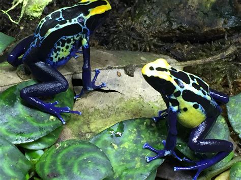 Dendrobates Tinctorius “Robertus” F1 Group of 3 : Tincman Herps