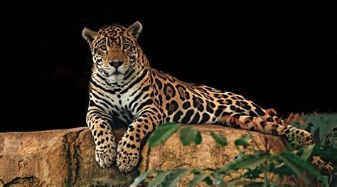 Jaguar – Spirit Animal, Totem, Symbolism and Meaning