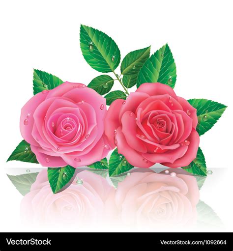 Beautiful pink and red rose Royalty Free Vector Image