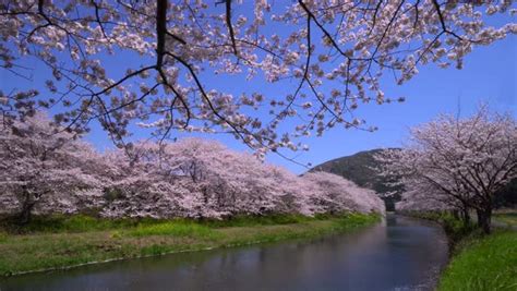 Cherry blossoms at Matsuzaki, Shizuoka Prefecture, Japan - Stock Video ...