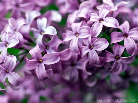 Lilacs - Lovely Little Things