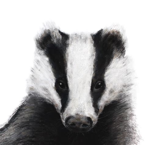 Badger print - Jill Meager