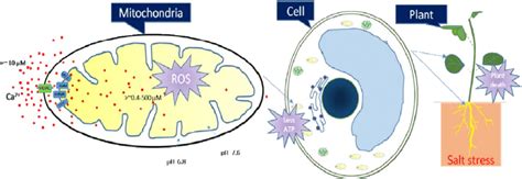 Schematic representation of calcium ion in plant cell under salt... | Download Scientific Diagram