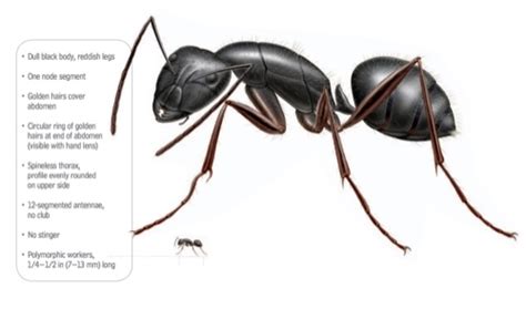 What Do Carpenter Ants Look Like - Carpenter Ants Identification