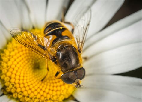 Free Images : fly, daisy, honey bee, macro photography, membrane winged insect, invertebrate ...