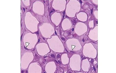 Loose Adipose Tissue