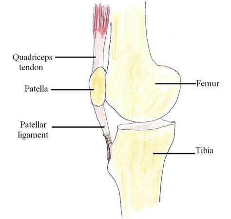 Patellar ligament. Causes, symptoms, treatment Patellar ligament