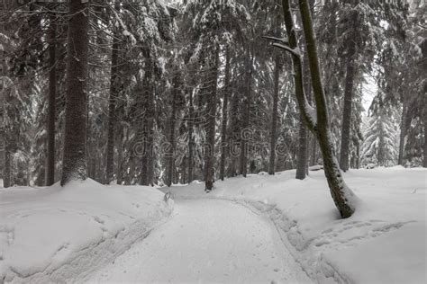 Winter with Snow in the Thuringian Forest Near Oberhof, Germany Stock ...