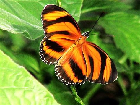 Tiger stripes Black butterfly frilled leaves orange striping white HD wallpaper | animals ...