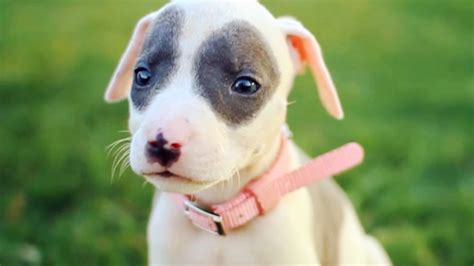 Pink Nose Pitbull Puppies