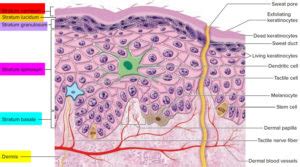 Stratum corneum anatomy, thickness, structure & stratum corneum function