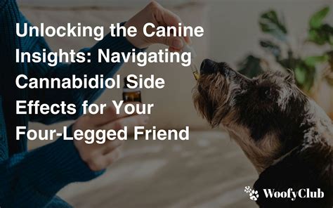 Unlocking The Canine Insights: Navigating Cannabidiol Side Effects For ...