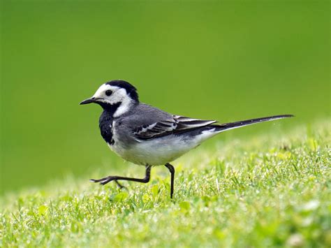 Pied Wagtail Bird Facts (Motacilla alba) | Bird Fact