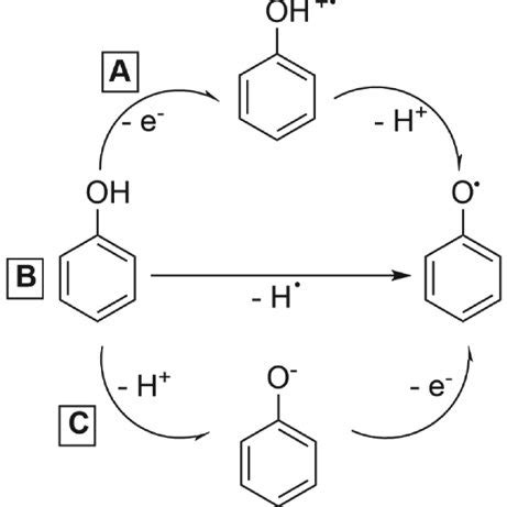 Scheme 1. Antioxidant mechanism of phenolic compounds: (A) Single... | Download Scientific Diagram