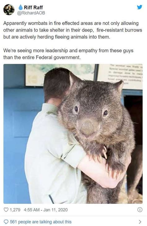 tfw wombats >>> your prime ministers - Imgur in 2020 | Cute animals, Animals, Baby animals