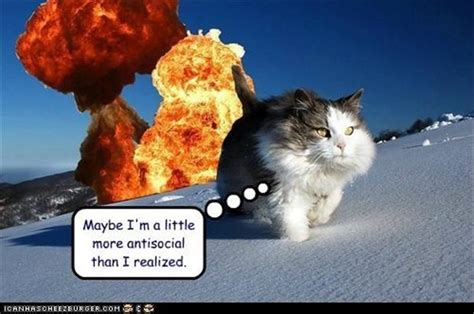 funny anti social cats - Dump A Day