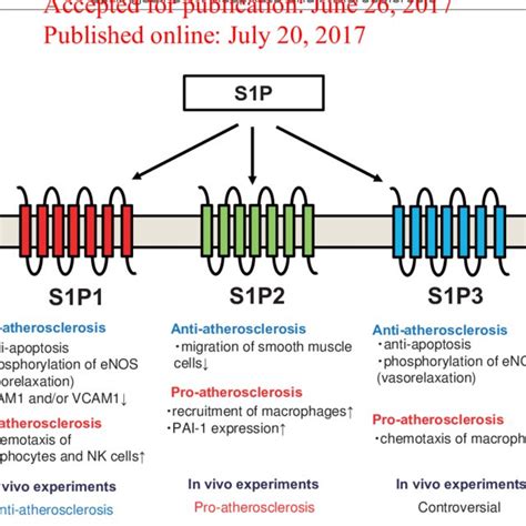 (PDF) Sphingosine 1-Phosphate and Atherosclerosis
