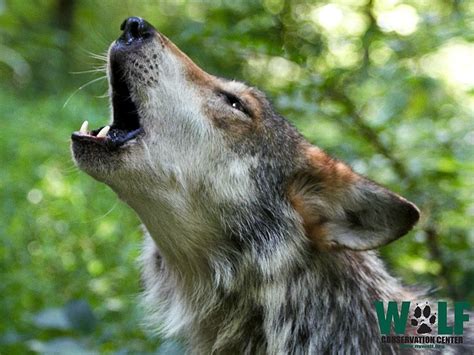 Wolf Conservation Center 🐺 on X | Wolf conservation center, Mexican gray wolf, Animals