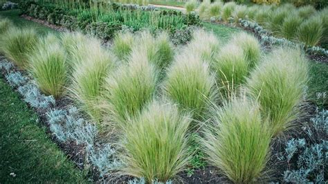 9 Prairie Grass to Elevate Your Landscaping