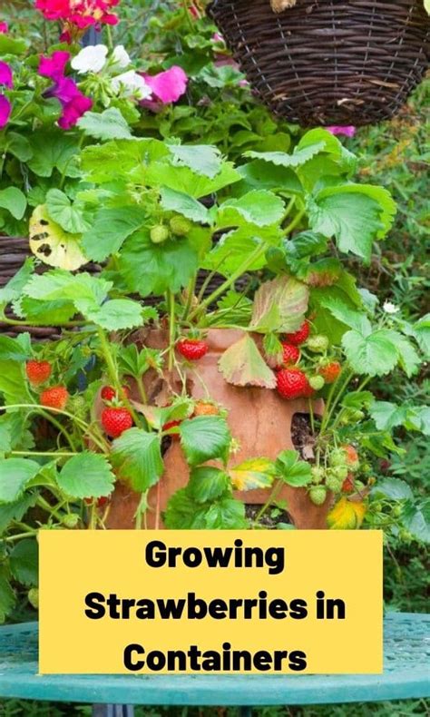 Growing Strawberries in Containers – Strawberry Plants