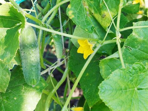 Premium Photo | Yellow flower and green cucumber in garden