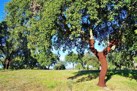 cork tree in Portugal, Alentejo region | Stock image | Colourbox